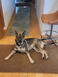 Found/Stray Female Dog last seen Sammies Friends, Grass Valley CA, Grass Valley, CA 95945