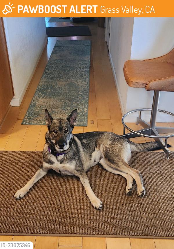 Found/Stray Female Dog last seen Sammies Friends, Grass Valley CA, Grass Valley, CA 95945