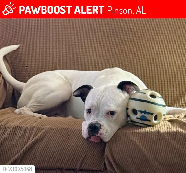 Lost Male Dog last seen Old Bradford Rd, Pinson, AL 35126