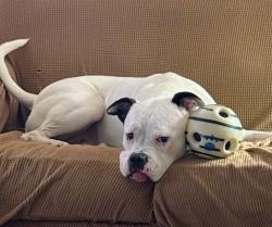 Lost Male Dog last seen Old Bradford Rd, Pinson, AL 35126