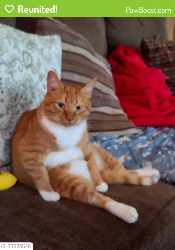 Reunited Male Cat last seen Alice Street,  Bernard Street, chanukah ave, Merrick, NY 11566
