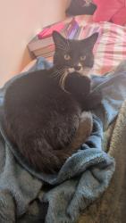 Reunited Male Cat last seen Elverson road DLR station, Greater London, England SE8 4LA