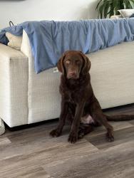 Reunited Male Dog last seen Sky lake community , Boynton Beach, FL 33426
