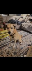 Reunited Female Dog last seen Leu Gardens , Corner of Corrine Drive and North Forest Avenue, Orlando, FL 32803