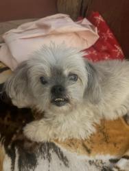Reunited Male Dog last seen Jet wing and chelton, Colorado Springs, CO 80916