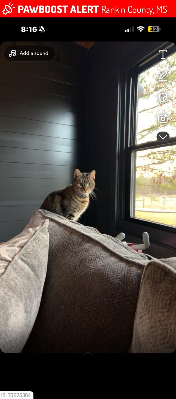 Lost Female Cat last seen abbie drive, Rankin County, MS 39047