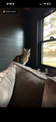 Lost Female Cat last seen abbie drive, Rankin County, MS 39047