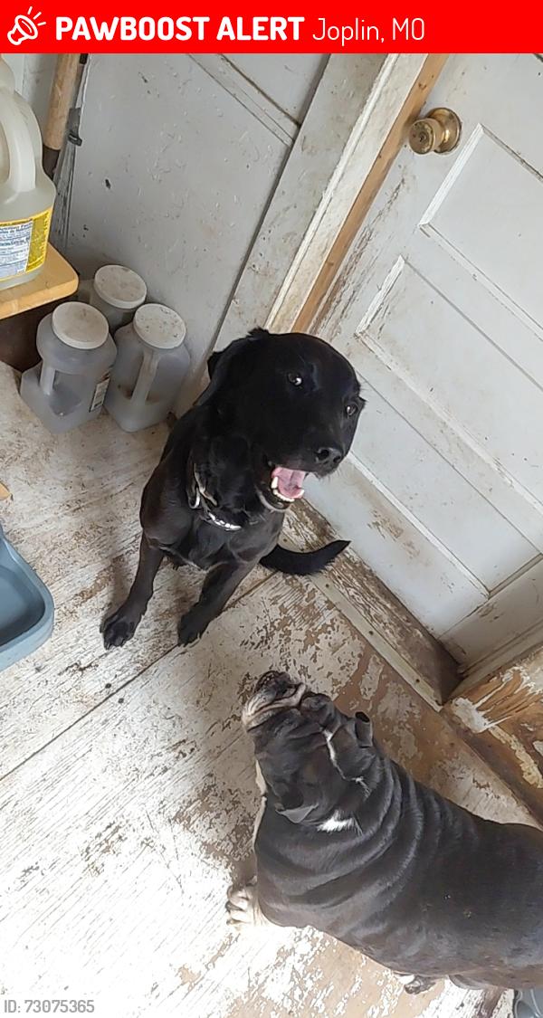 Lost Male Dog last seen 4th n Jackson street close to cash savers, Joplin, MO 64801