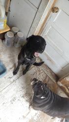 Lost Male Dog last seen 4th n Jackson street close to cash savers, Joplin, MO 64801