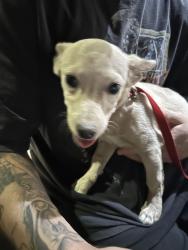 Found/Stray Male Dog last seen Alma School/Rio Salado Pkwy, Mesa, AZ 85201