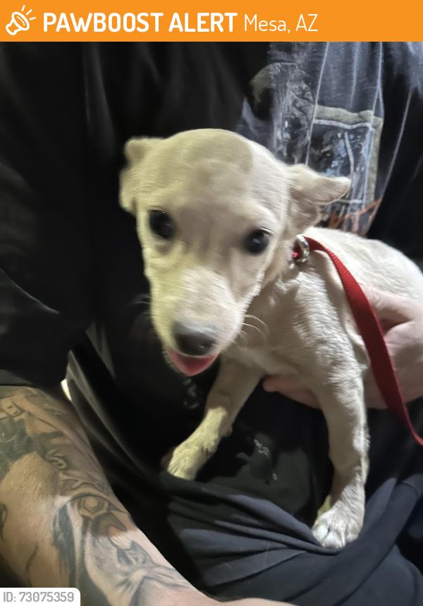 Found/Stray Male Dog last seen Alma School/Rio Salado Pkwy, Mesa, AZ 85201