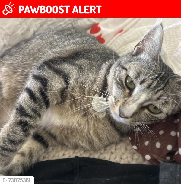 Lost Male Cat last seen Helberta and Avenue D, Manhattan Beach, CA 90266