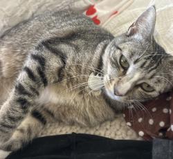 Lost Male Cat last seen Helberta and Avenue D, Manhattan Beach, CA 90266