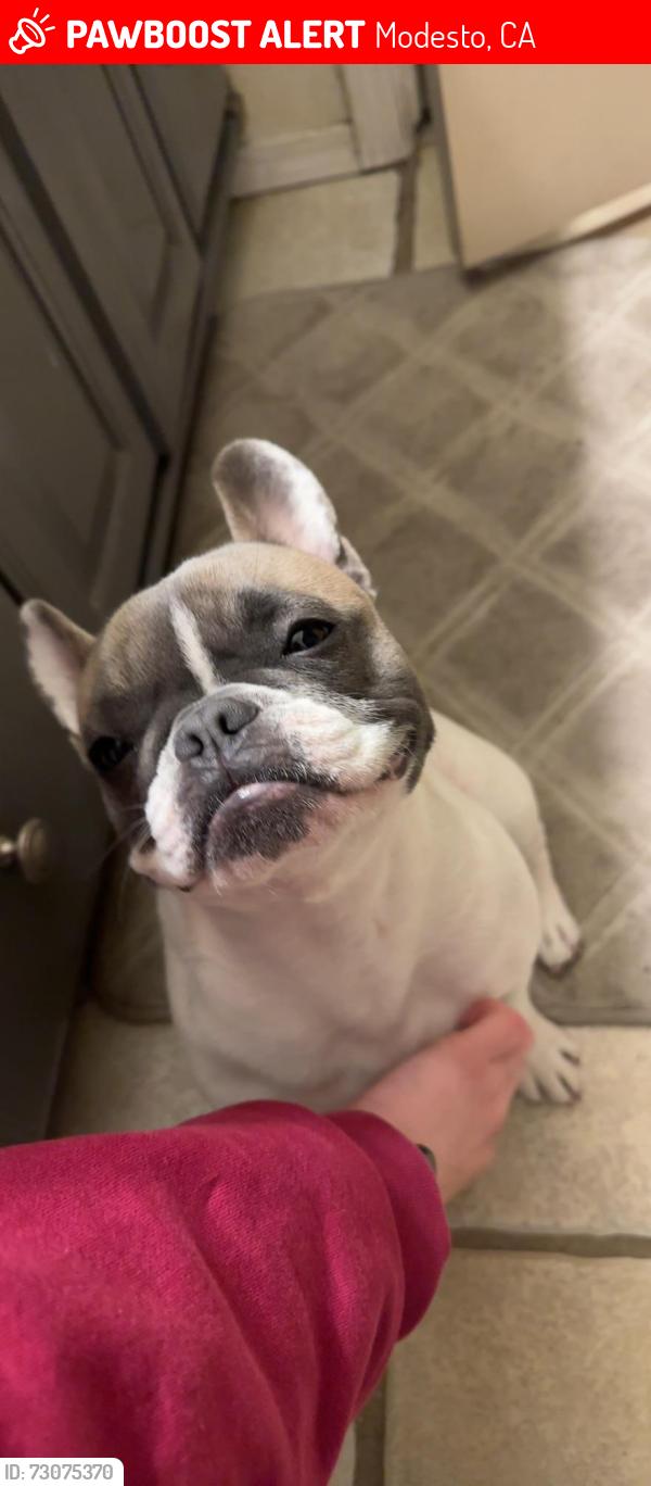 Lost Female Dog last seen Hallsboro and jarena, Modesto, CA 95357