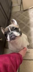 Lost Female Dog last seen Hallsboro and jarena, Modesto, CA 95357