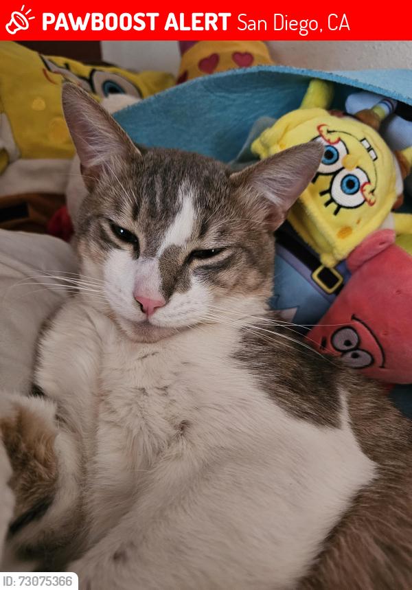 Lost Male Cat last seen Near Estelle st, San Diego, CA 92115