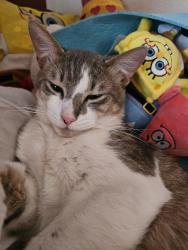 Lost Male Cat last seen Near Estelle st, San Diego, CA 92115