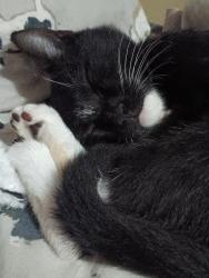 Lost Male Cat last seen Near Candy Kitchen Road, close to the trash dump, Prosperity, SC 29127