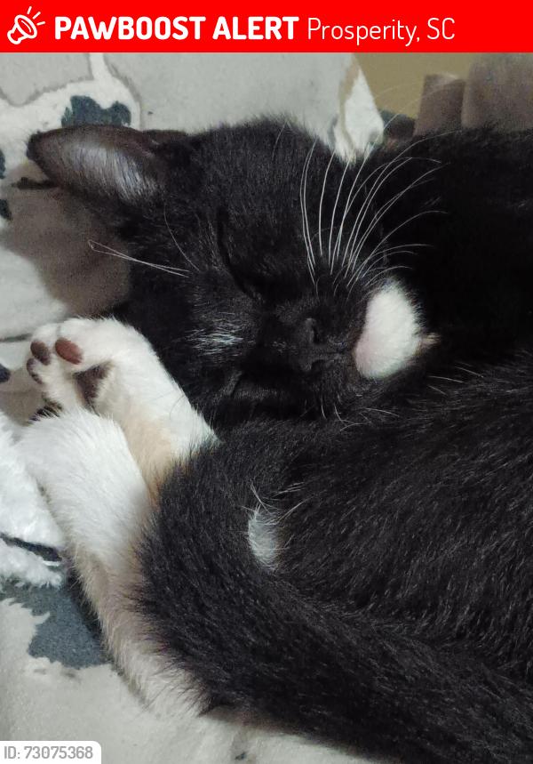 Lost Male Cat last seen Near Candy Kitchen Road, close to the trash dump, Prosperity, SC 29127