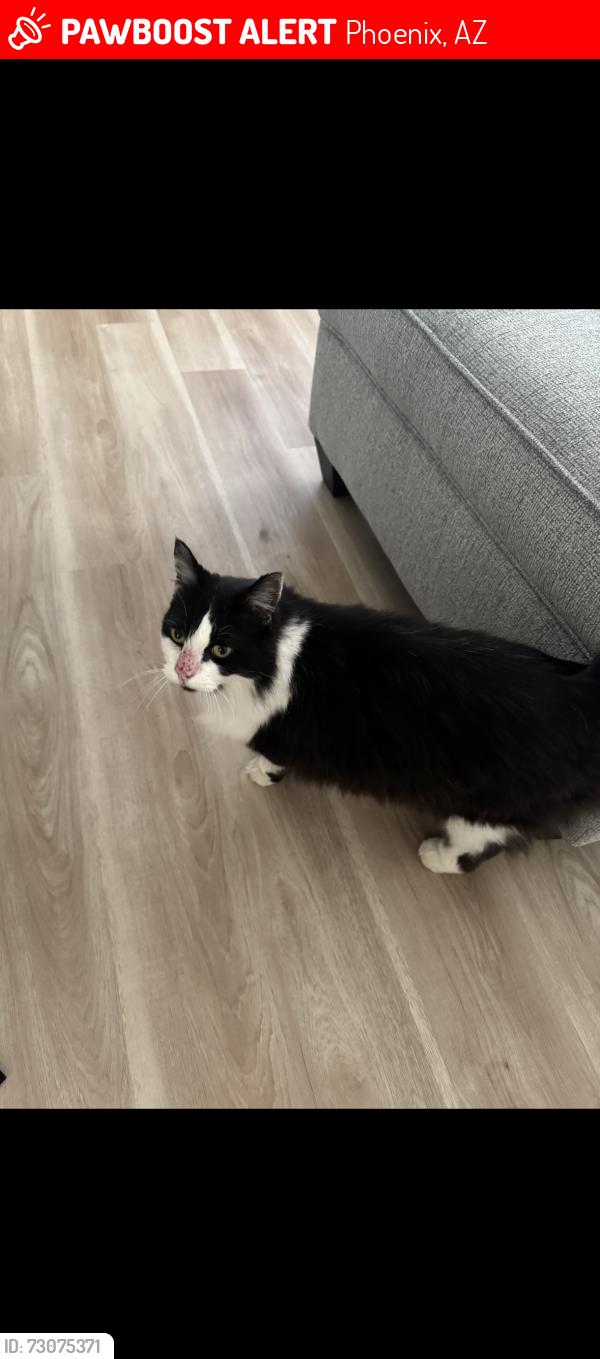 Lost Female Cat last seen North 27 place and oak, Phoenix, AZ 85008