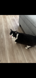 Lost Female Cat last seen North 27 place and oak, Phoenix, AZ 85008