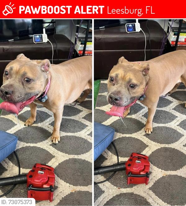 Lost Female Dog last seen Fountain lake blvd and 473, Leesburg, FL 34788