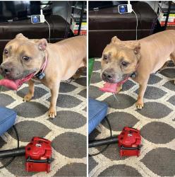 Lost Female Dog last seen Fountain lake blvd and 473, Leesburg, FL 34788