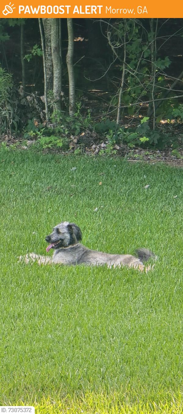 Found/Stray Unknown Dog last seen A block from the Brewsters ice cream shop, Morrow, GA 30236