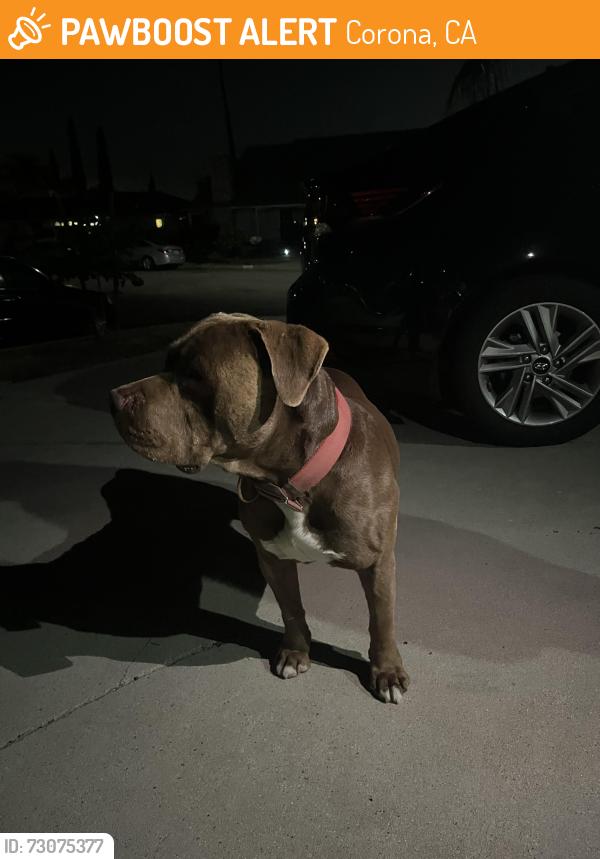 Found/Stray Male Dog last seen River road, Corona, CA 92878
