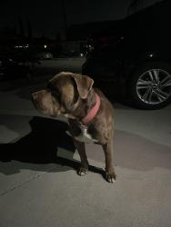 Found/Stray Male Dog last seen River road, Corona, CA 92878