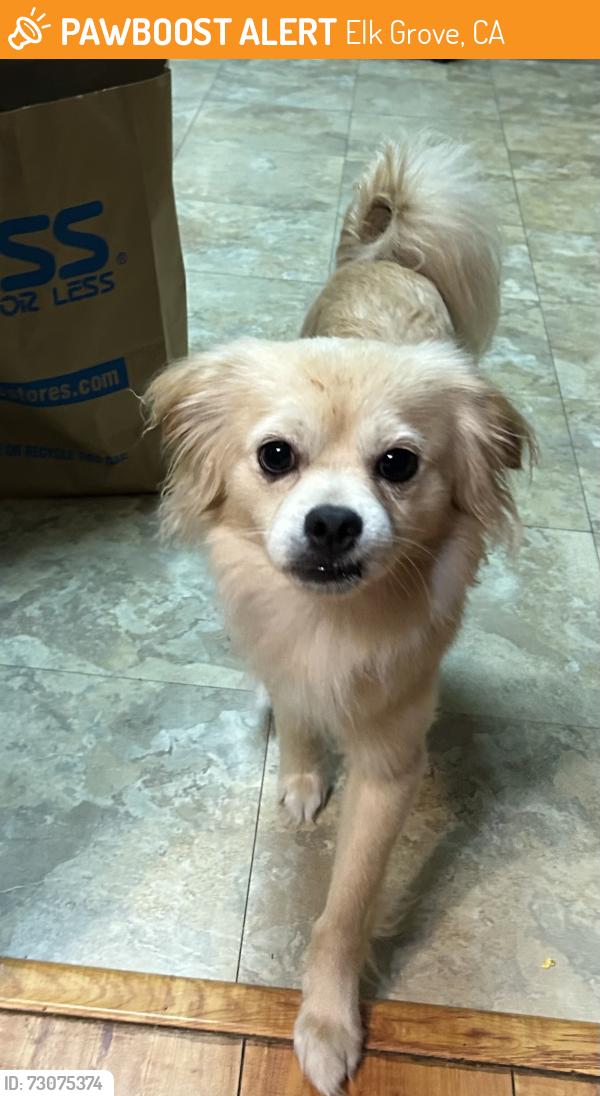Found/Stray Male Dog last seen Edisto Way, Elk Grove, CA 95758