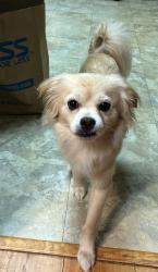 Found/Stray Male Dog last seen Edisto Way, Elk Grove, CA 95758