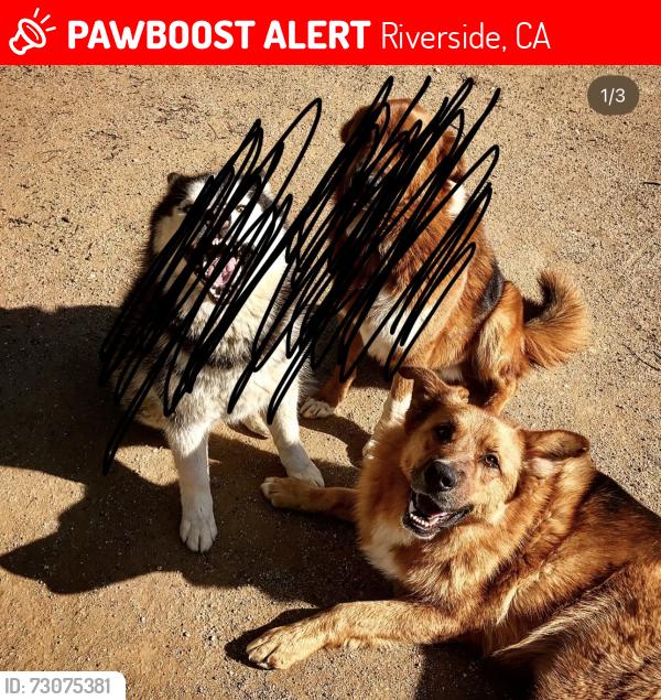 Lost Male Dog last seen Owl tree Rd and Washington St., Riverside, CA 92504