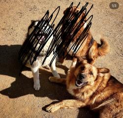 Lost Male Dog last seen Owl tree Rd and Washington St., Riverside, CA 92504