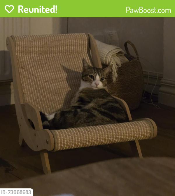 Reunited Male Cat last seen Enmore Avenue and Holland Road, Greater London, England SE25