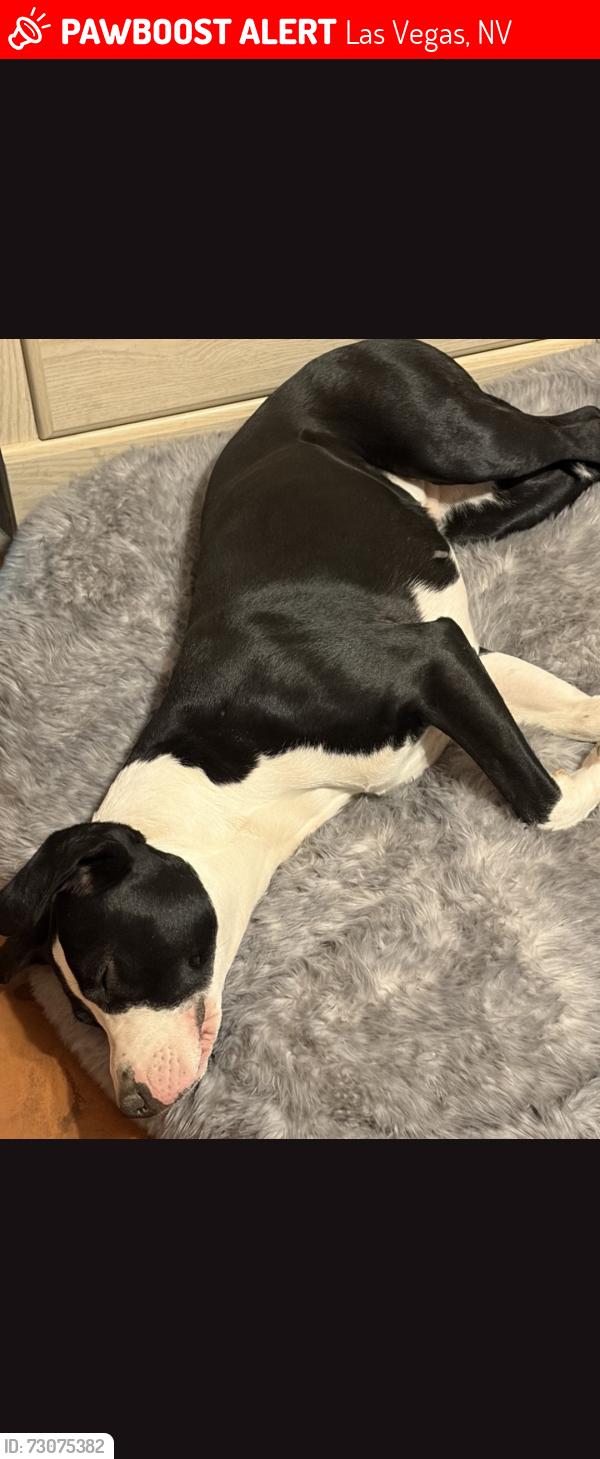 Lost Female Dog last seen Nellie, Las Vegas, NV 89101