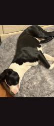 Lost Female Dog last seen Nellie, Las Vegas, NV 89101
