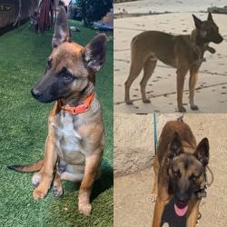 Lost Male Dog last seen Elder and foxhound Moreno Valley, ca, Moreno Valley, CA 92555
