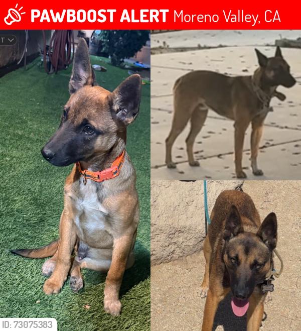 Lost Male Dog last seen Elder and foxhound Moreno Valley, ca, Moreno Valley, CA 92555