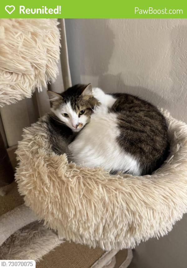 Reunited Male Cat last seen Madison Ave and Alameda de las Pulgas, Redwood City, CA 94061