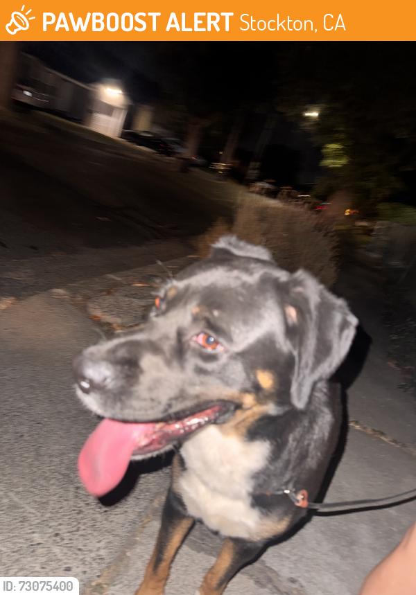 Found/Stray Male Dog last seen Buena vista, Stockton, CA 95203