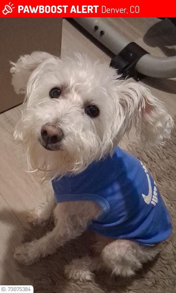 Lost Male Dog last seen Eagle y bolling, montbello , Denver, CO 80239