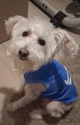 Lost Male Dog last seen Eagle y bolling, montbello , Denver, CO 80239