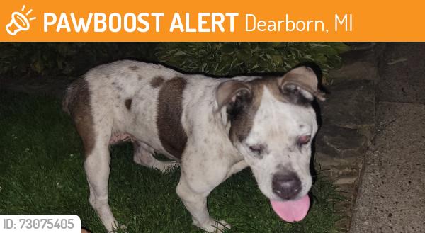 Found/Stray Female Dog last seen Ford and Evergreen, Dearborn, MI 48124