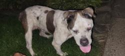 Found/Stray Female Dog last seen Ford and Evergreen, Dearborn, MI 48124