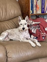 Lost Female Dog last seen Colorado blvd and summit grove, Thornton, CO 80241