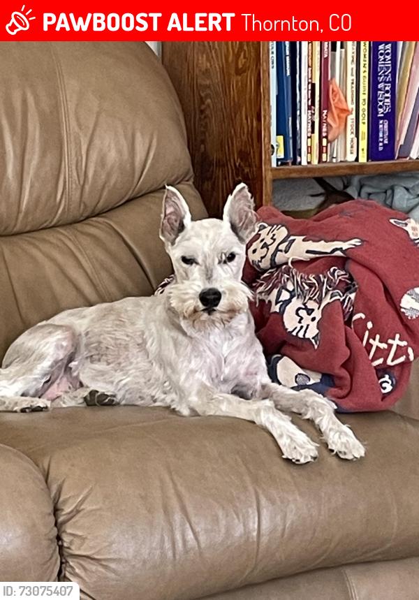 Lost Female Dog last seen Colorado blvd and summit grove, Thornton, CO 80241