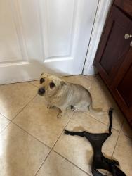 Reunited Male Dog last seen Jackie Tatum/ Harvard park (gage and normandie), Los Angeles, CA 90047