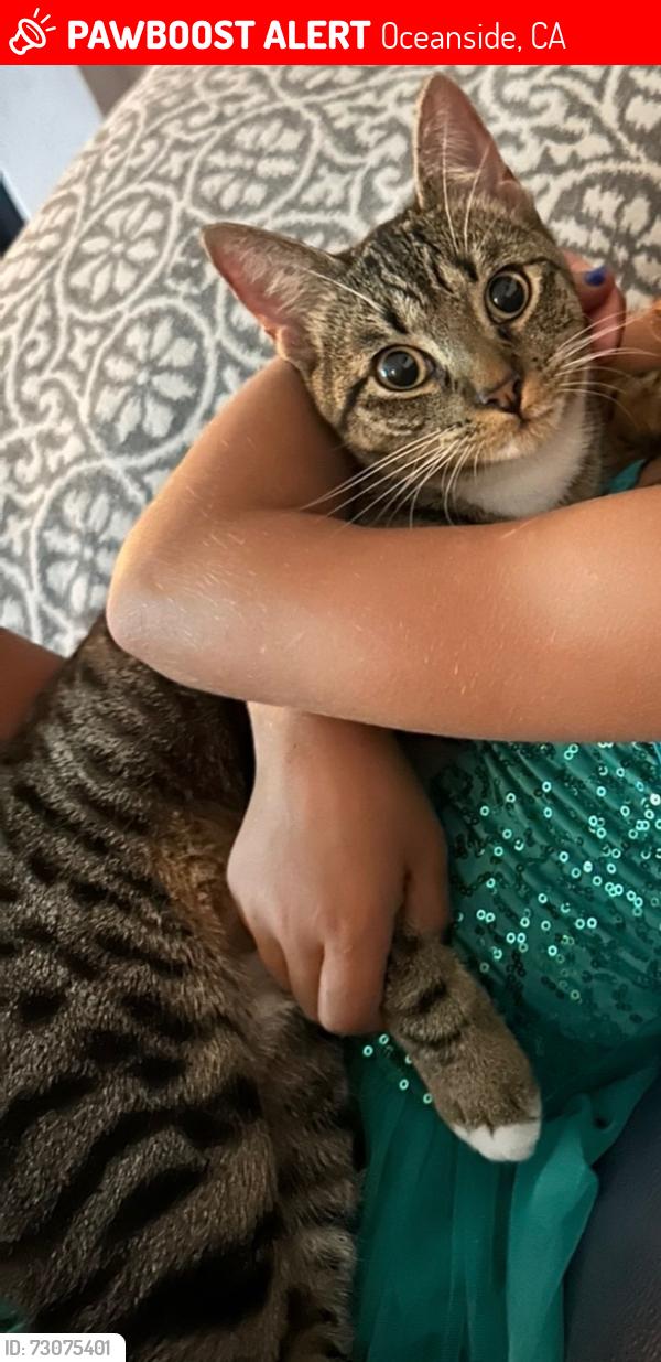 Lost Female Cat last seen Via Bernardo and Via Alicia, Oceanside, CA 92056