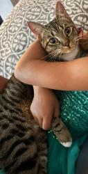 Lost Female Cat last seen Via Bernardo and Via Alicia, Oceanside, CA 92056